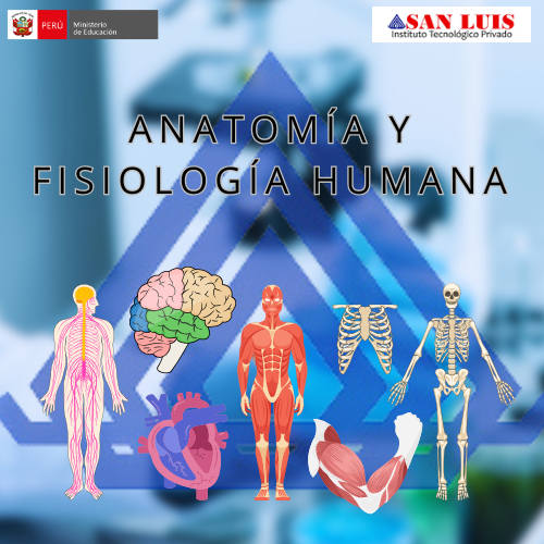 ANATOMIA