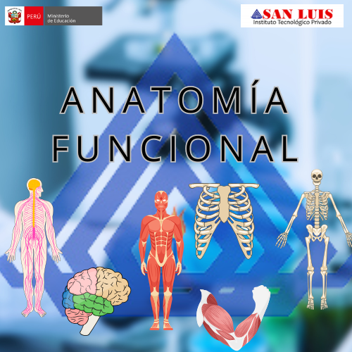 ANATOMIA